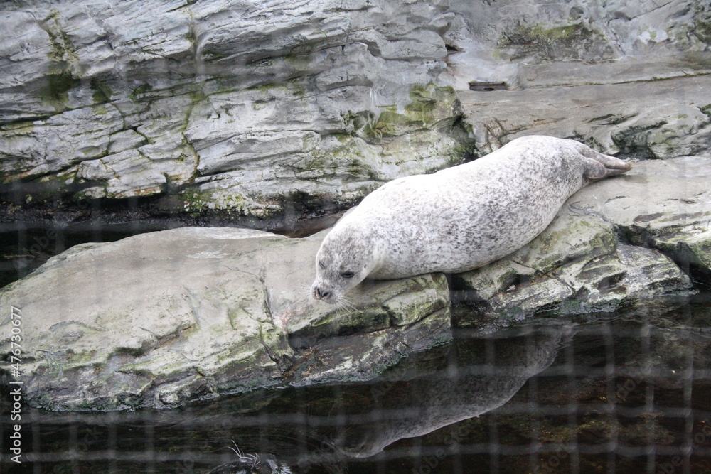 Obraz premium Genova