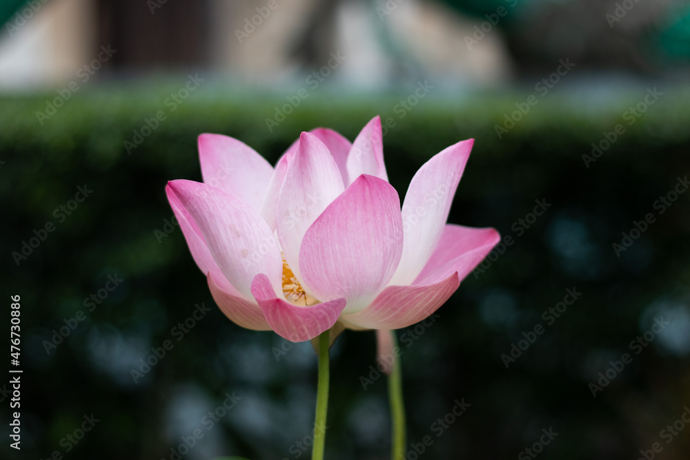 Fototapeta premium pink lotus flower