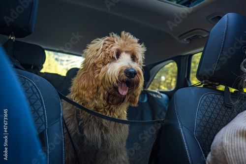 happy golden doodle dog sitting in the back of the car