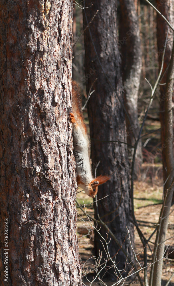 Obraz premium squirrel on tree trunk