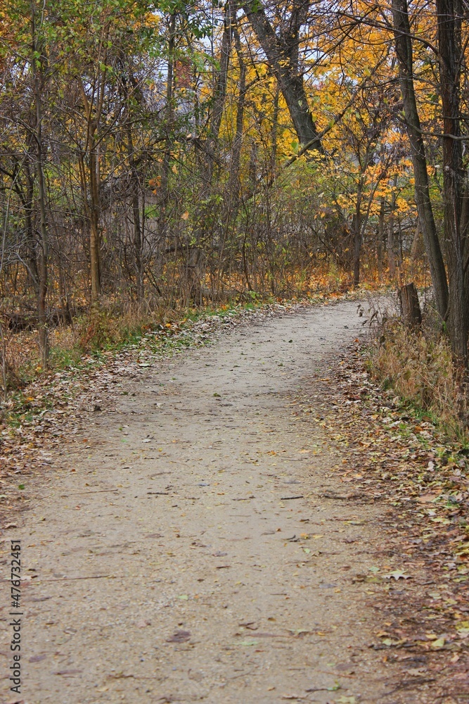 Obraz premium path in autumn forest