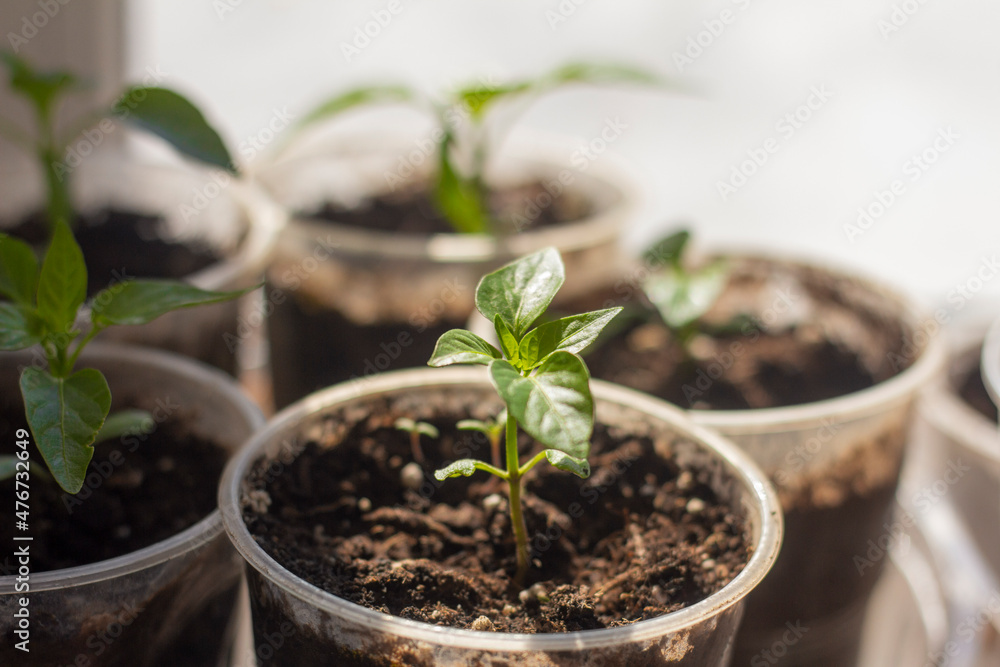 seedlings, young sprouts grow in cups on the windowsill. seedlings, young sprouts grow in cups on the windowsill.