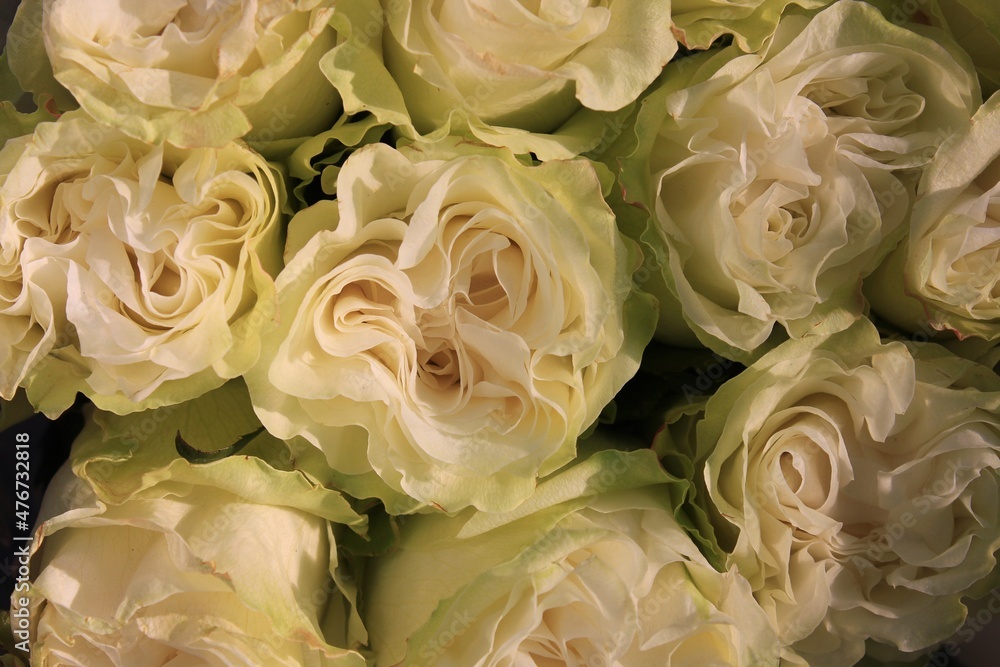 Fototapeta premium bouquet of white roses
