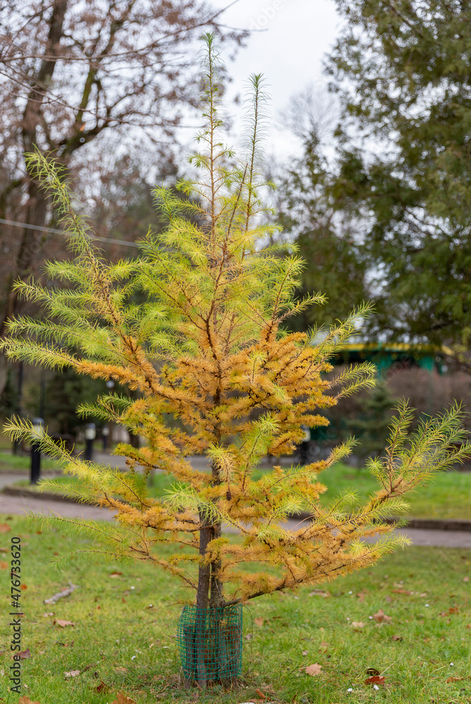 European larch tree (Larix decidua) in autumn in a city park European larch tree (Larix decidua) in autumn in a city park