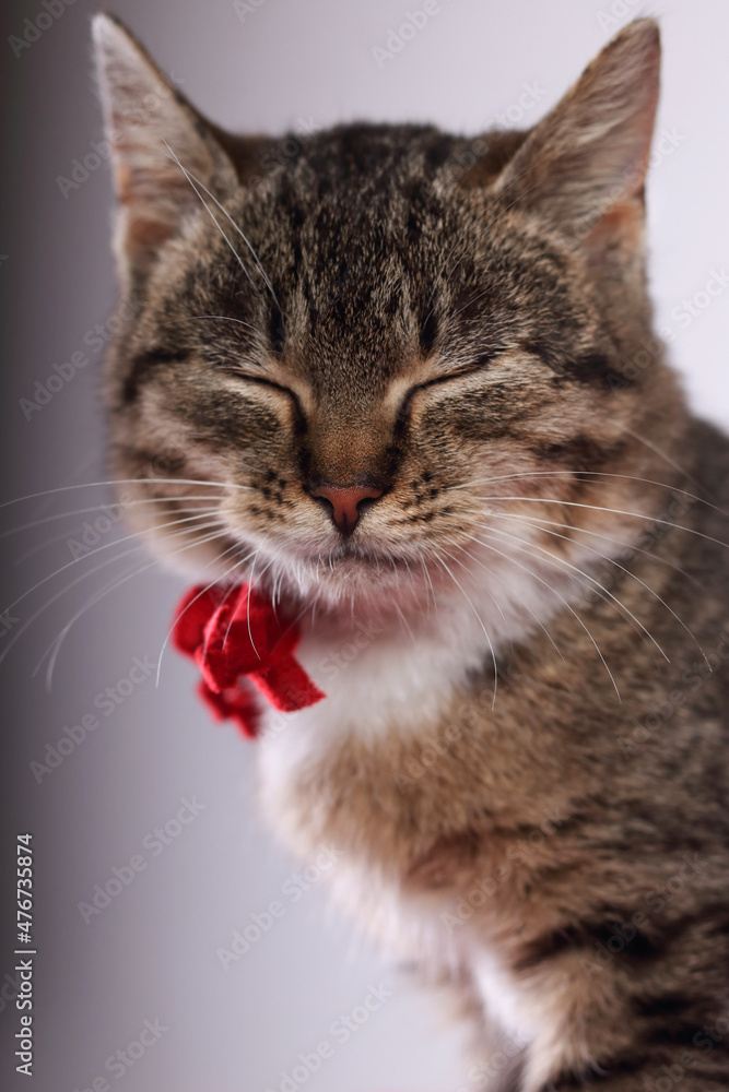 Cat with closed eyes. Portrait of a cat on a light background. Kitten close up. Tabby. Animal care. Kitten with a red ribbon around his neck. Pet care .Vertical image. Soft focus