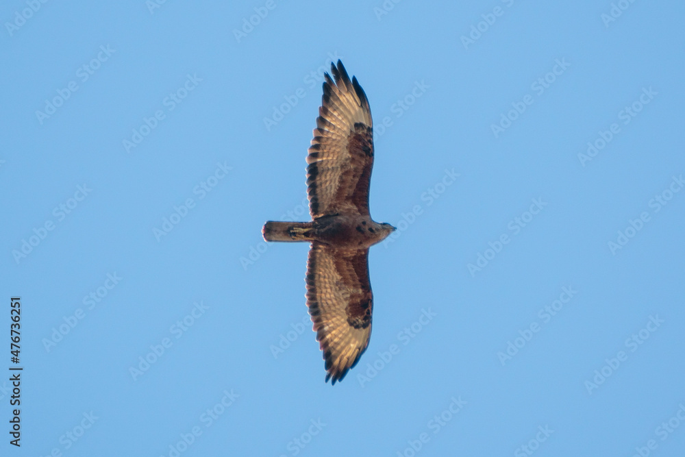 Fototapeta premium red tailed hawk