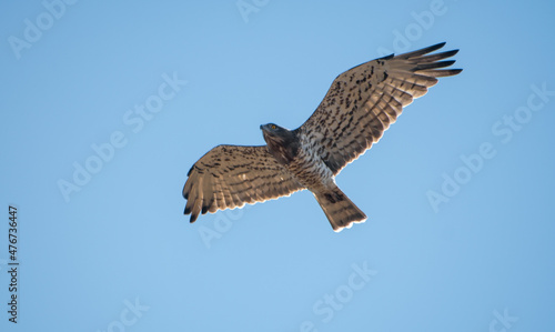 A hawk flying in the sky