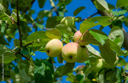 Wild apples. The apple tree was celebrated by Jews  Greeks  Romans and Scandinavians. Some thought the first couple of people were tempted by its fruits.
