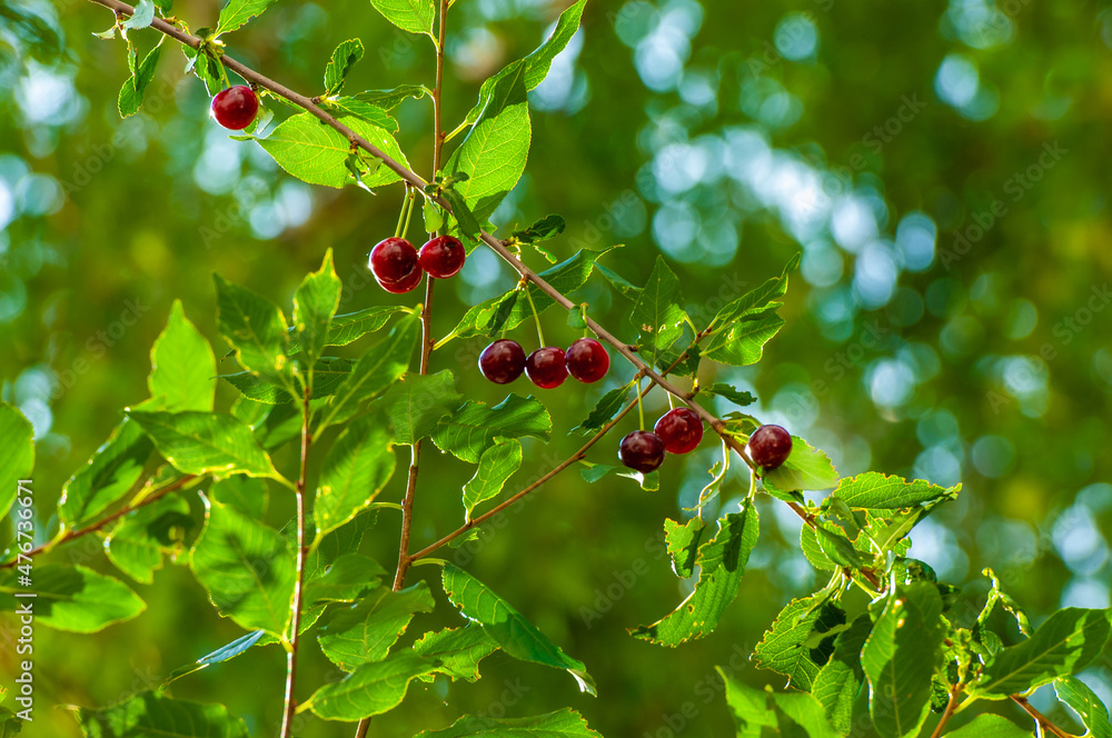 Cherries are used to make desserts, sauces, jams and wine. Many species ...