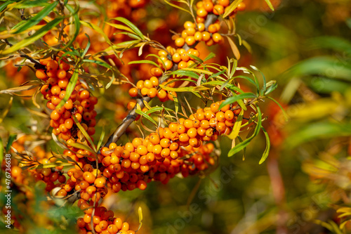 Sea buckthorn contains vitamins A  B1  B2  B6  C and other active ingredients. It may have some activity against stomach and intestinal ulcers and heartburn symptoms.