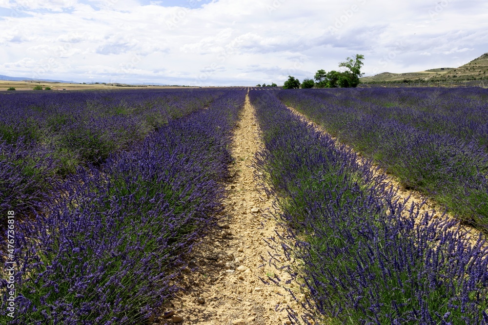 Fototapeta premium Blooming lavender fields in teruel with real tones and colors and fragrant flowers