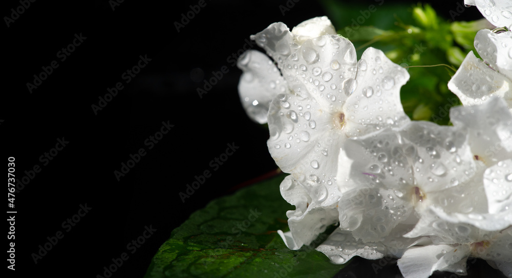 Garden Flowers Impatiens are also known as "Busy Lizzie" and its name