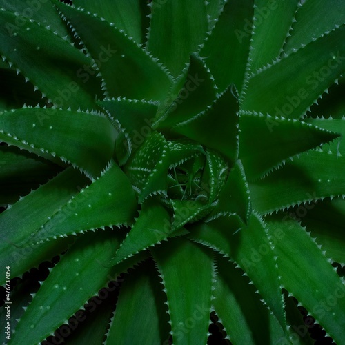 Aloes aristata. A compact variety of aloe with dark green pointed leaves with delicate light spines.