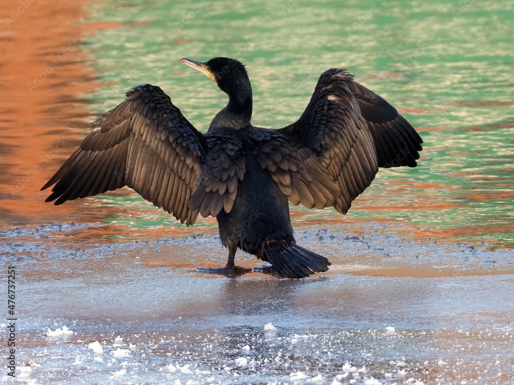 Big Cormorant dries its wings. The bird is standing on an ice floe.