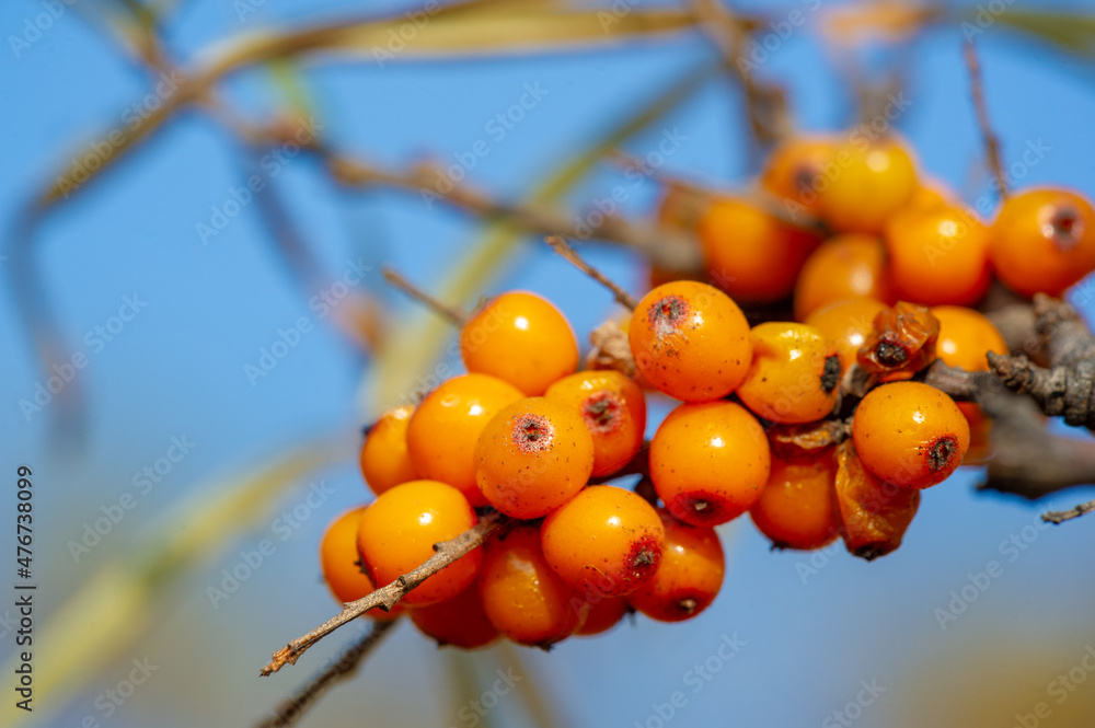 Sea buckthorn contains vitamins A, B1, B2, B6, C and other active ingredients. It may have some activity against stomach and intestinal ulcers and heartburn symptoms.