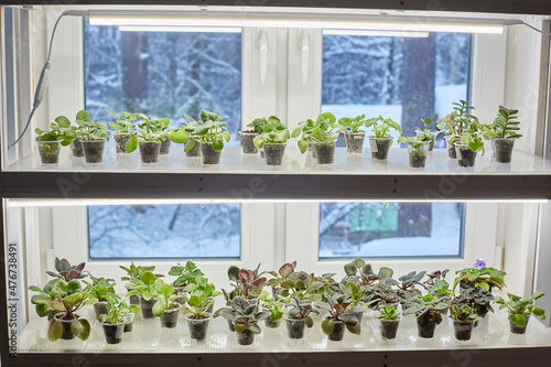 Shelves with a lamp on the window. Growing saintpaulia, african violets. International hobby and small business. photo