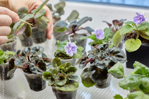 saintpaulia, african violets, Sprouts of Uzambar violets. Focus on the curly violet. In the background, hands are loosening a green sprout. international hobby and business. photo