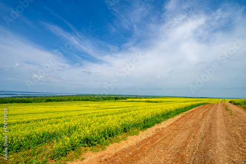 Yellow field. Rapeseed is the third largest source of vegetable