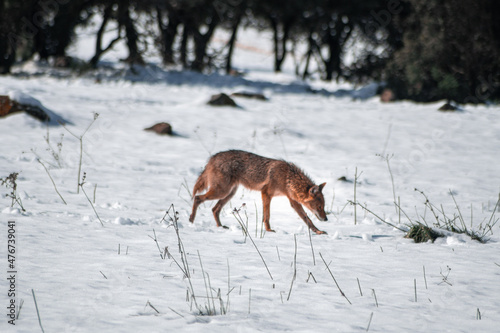 jackal in snow