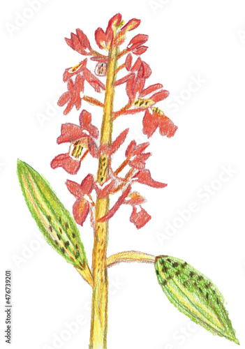 Mein handgezeichnetes Mannsknabenkraut, botanische Zeichnung, botanisch: Orchis mascula