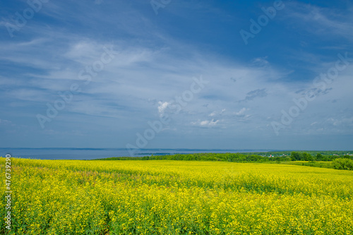 Yellow field. Rapeseed is the third largest source of vegetable