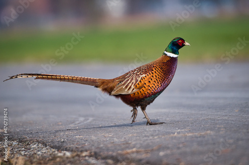 Proud colorful hunting pheasant in search of food