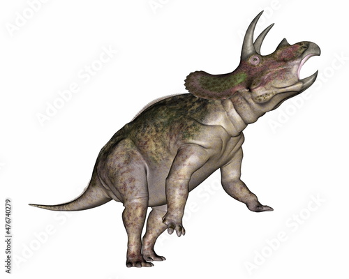 Triceratops dinosaur roaring head up - 3D render