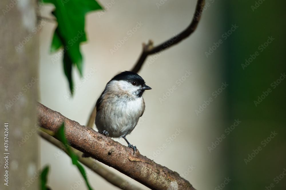 Obraz premium Marsh tit is sitting on a branch