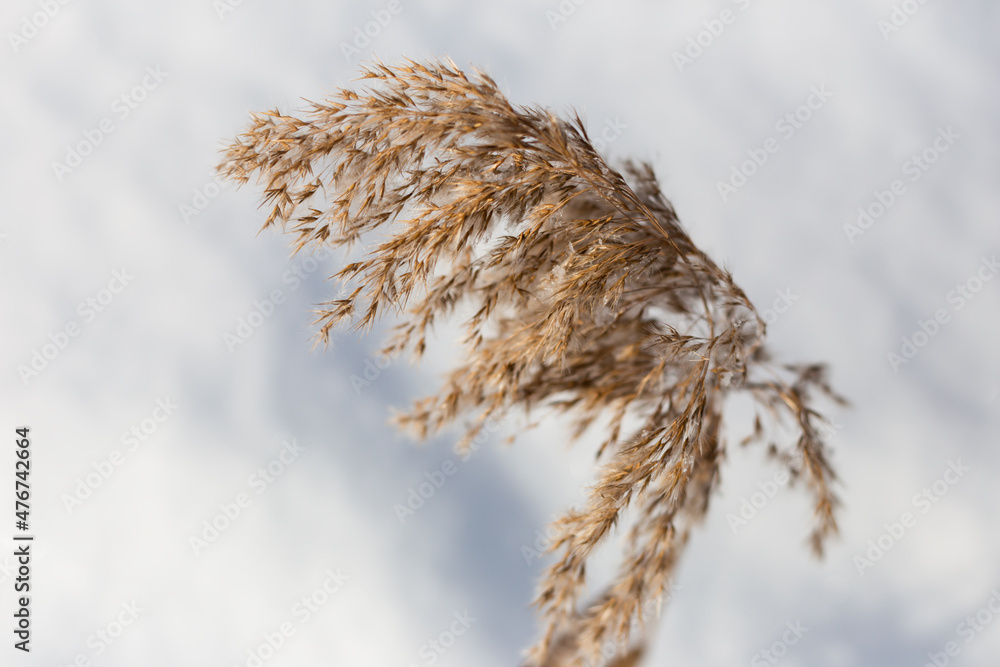 Phragmites reed in the snow in the wind Phragmites reed in the snow in the wind