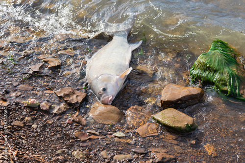 Smallmouth buffalo (Ictiobus bubalus) caught near green moss rock on shoreline of Grapevine Lake, Texas, USA photo