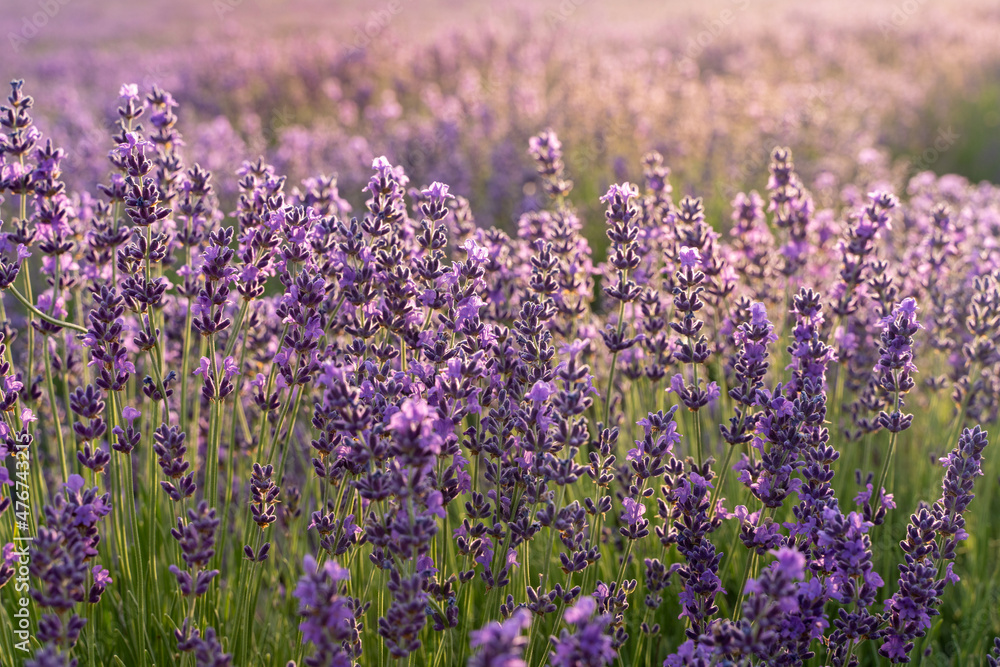 A large field of lavender at dawn. Sunlight hits lavender. The concept of aromatherapy, lavender oil, photo shoot in lavender. A large field of lavender at dawn. Sunlight hits lavender. The concept of aromatherapy, lavender oil, photo shoot in lavender.