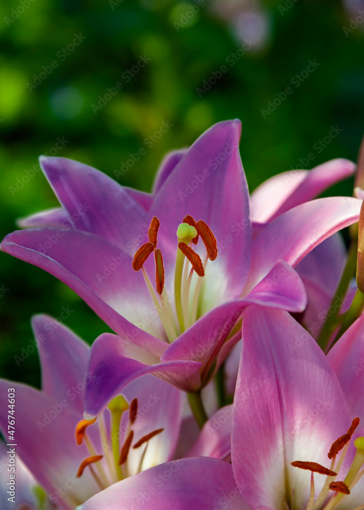 Pink lilies are popular among profusely blooming bulbous plants in garden design. Pink lilies are popular among profusely blooming bulbous plants in garden design.