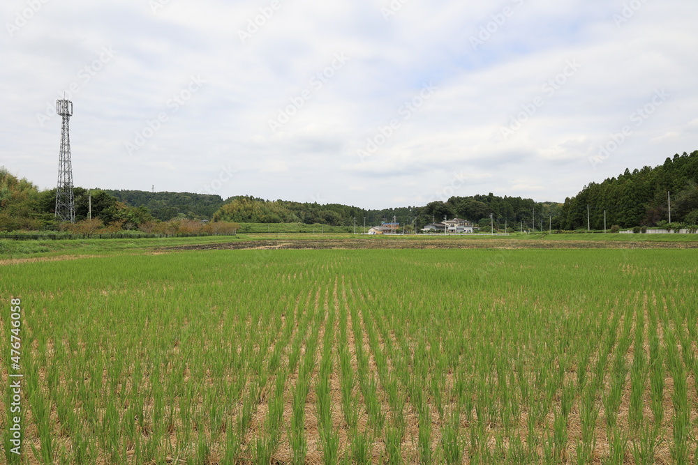 Fototapeta premium 田舎の風景