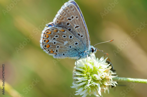 Butterfly on a flower against a creamy background