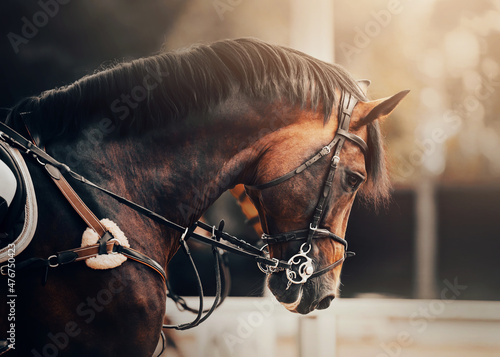 Photo Portrait of a beautiful bay horse with a bridle on its muzzle, which is illuminated by sunlight