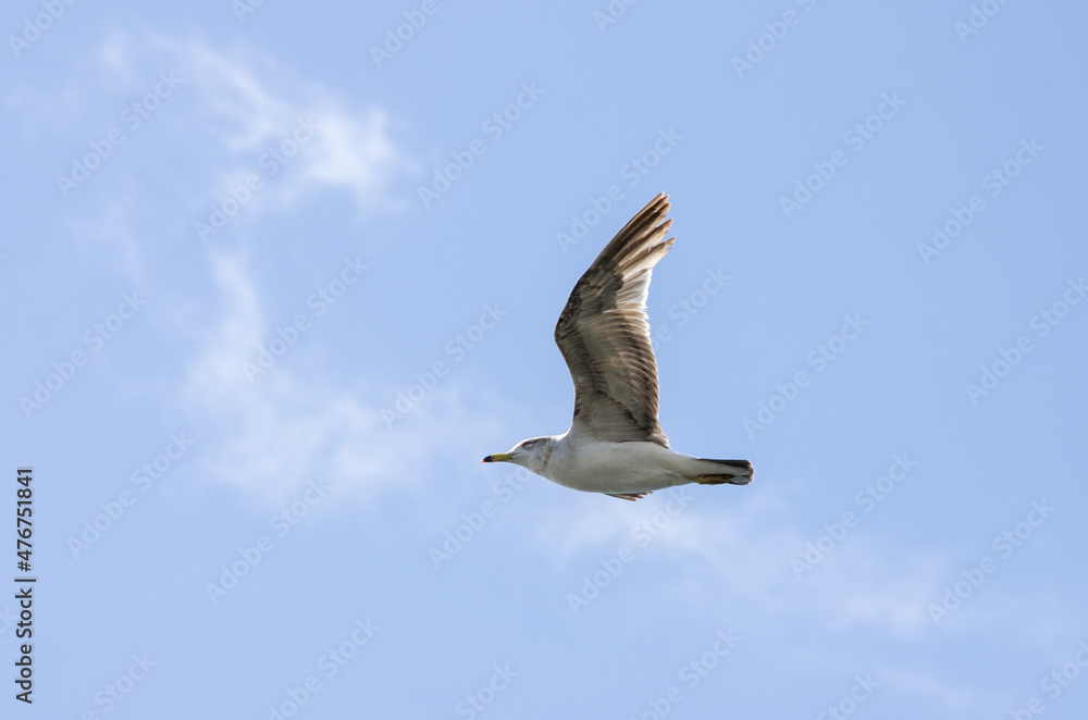 Fototapeta premium bird in city