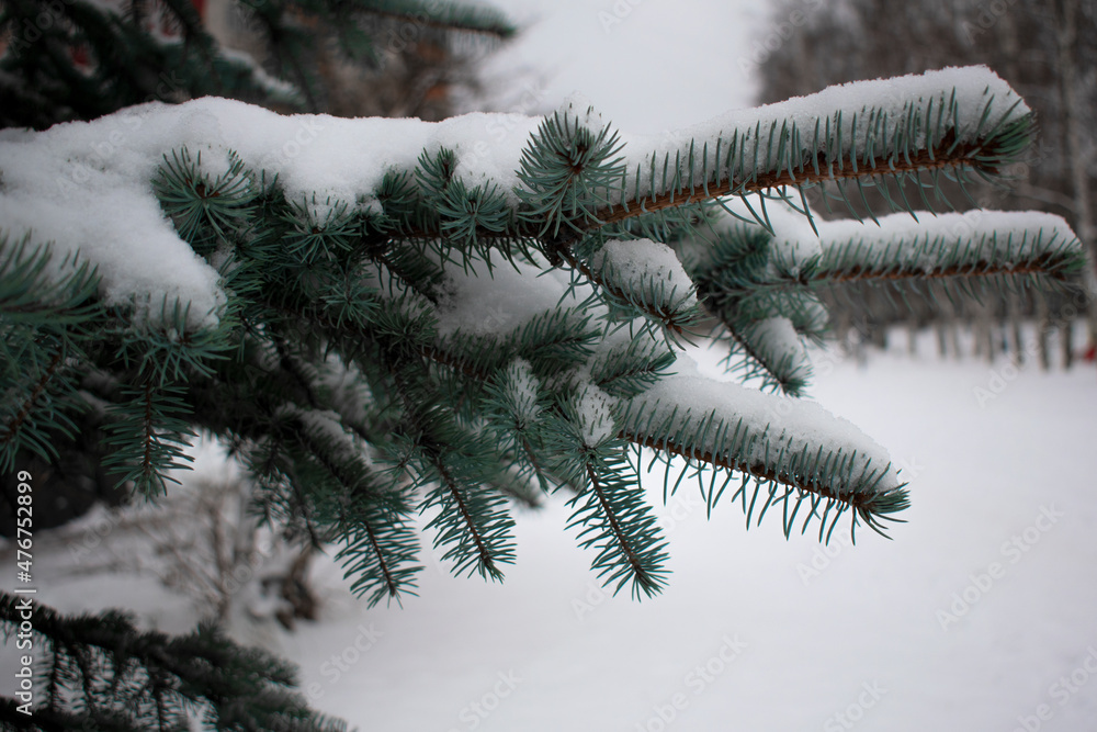 Snow lies on the branches of a blue spruce