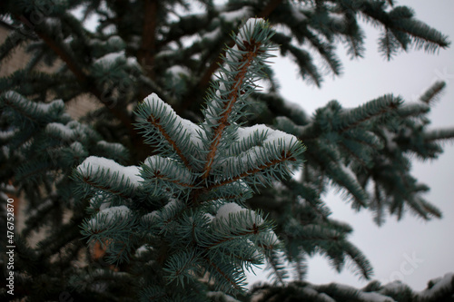 Snow lies on the branches of a blue spruce
