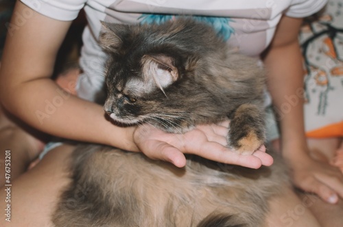 Girl holds cute gray fluffy cat close-up in her arms