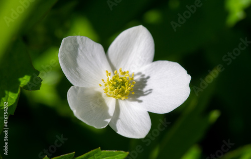 Anemone flower, Greek means "daughter of the wind", Metamorphoses from Ovid say that the plant was created by the goddess Aphrodite when she sprinkles nectar on the blood of her dead lover Adonis.