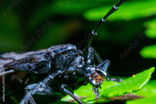 close up of a longhorn beetle © Said