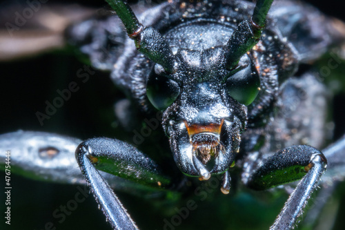 close up of a longhorn beetle