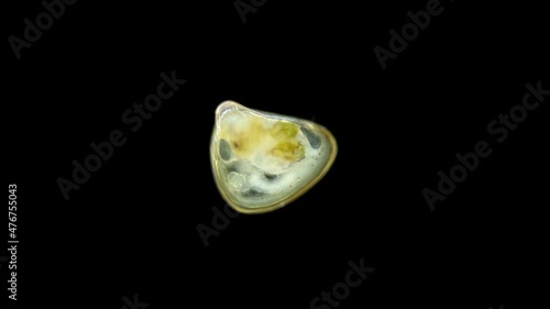 Young Mollusca, class Bivalvia under the microscope. 3 mm in size. Red sea photo