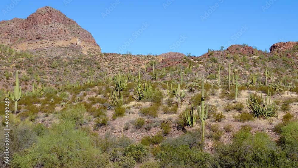 Typical scenery in Organ Pipe Cactus National Monument, with Organ Pipes, Saguaro and Ocotillo plants Typical scenery in Organ Pipe Cactus National Monument, with Organ Pipes, Saguaro and Ocotillo plants