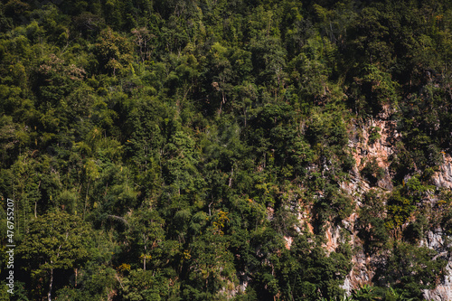 pictures of landscapes  trees  in the mountains