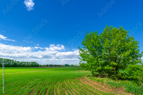 Spring photography  cereal seedlings in a green joyful field  gr