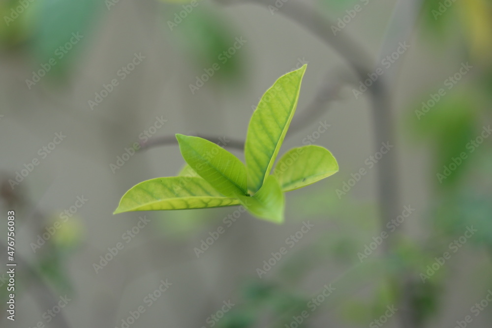 Green leaves with beautiful white flowers. Home garden plants Green leaves with beautiful white flowers. Home garden plants