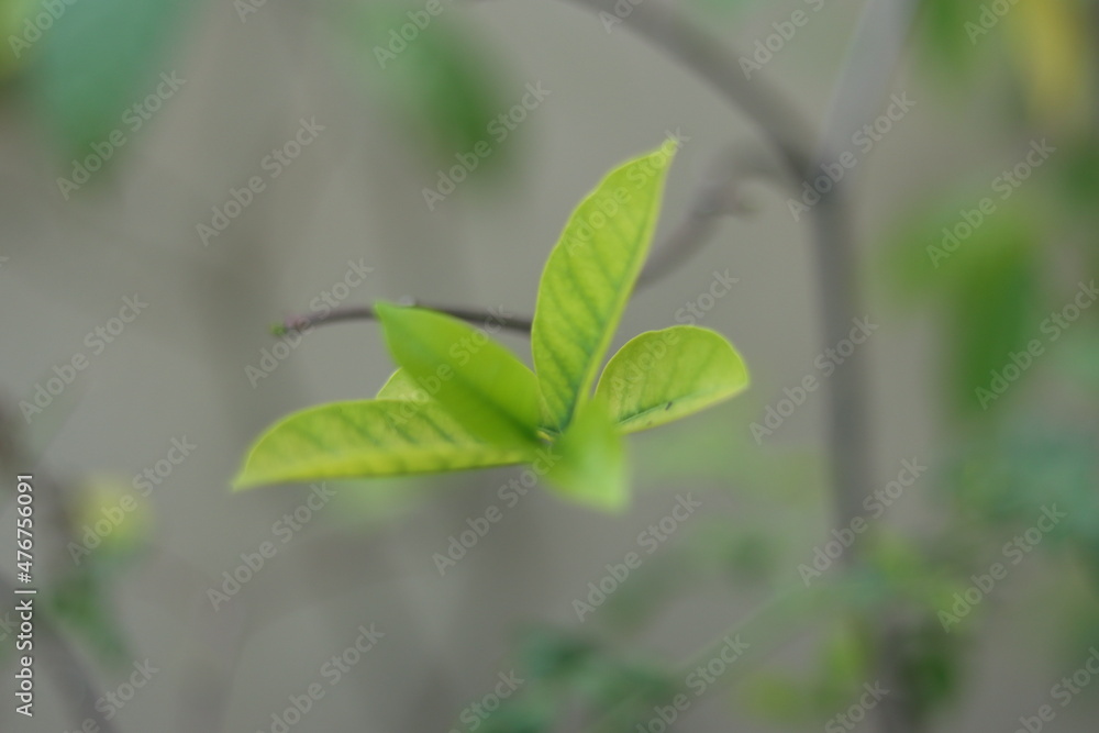 Green leaves with beautiful white flowers. Home garden plants Green leaves with beautiful white flowers. Home garden plants