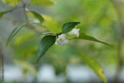 Green leaves with beautiful white flowers. Home garden plants