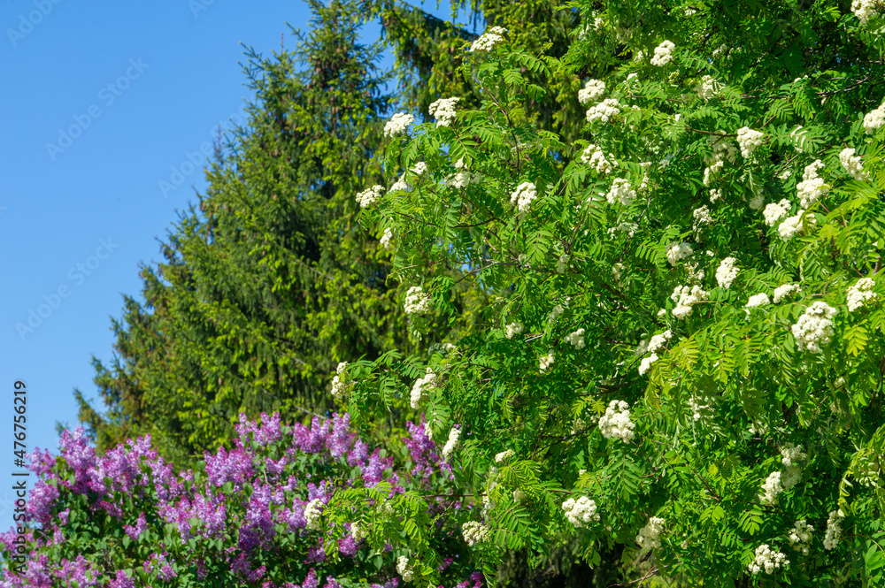 Fotografia do Stock: Rowan blossoms. Each flower is creamy white, 5-10 ...